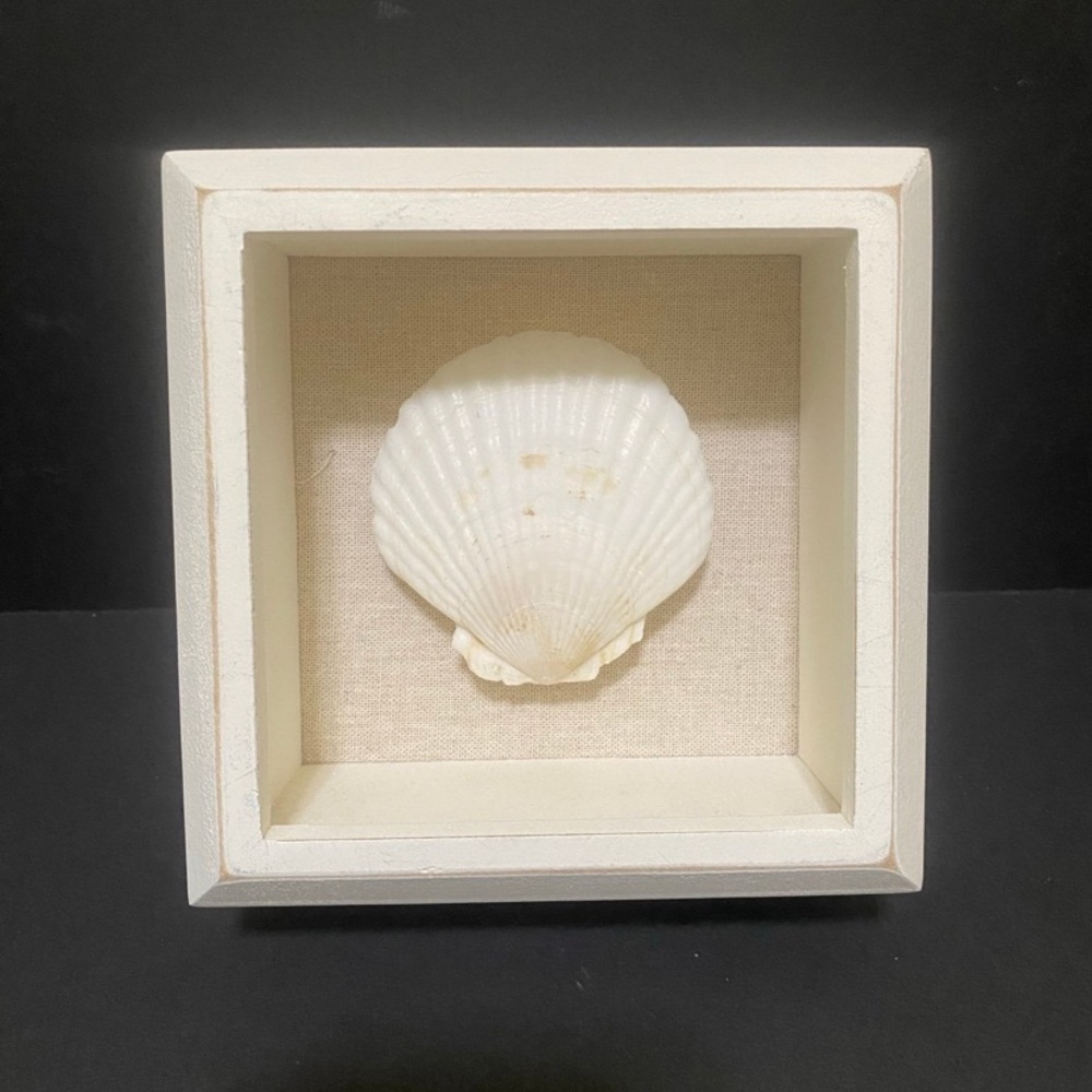 Seashell in frame coastal beachy home decor shadowbox